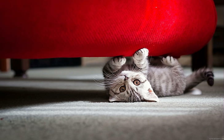 ソファの下で遊ぶ猫、銀のぶち猫、猫、赤、灰色、動物、 HDデスクトップの壁紙