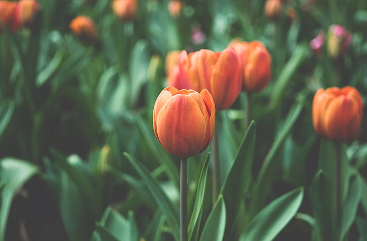 tulips 4k  pic, HD wallpaper