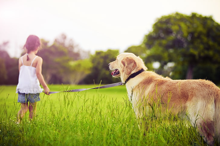 adult golden retriever, girl, leash, dog, walk, grass, park, HD wallpaper