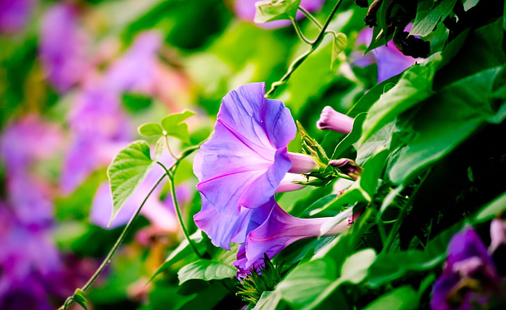 Morning Glory, selective focus photography of purple petaled flower, Nature, Flowers, Morning, Glory, HD wallpaper