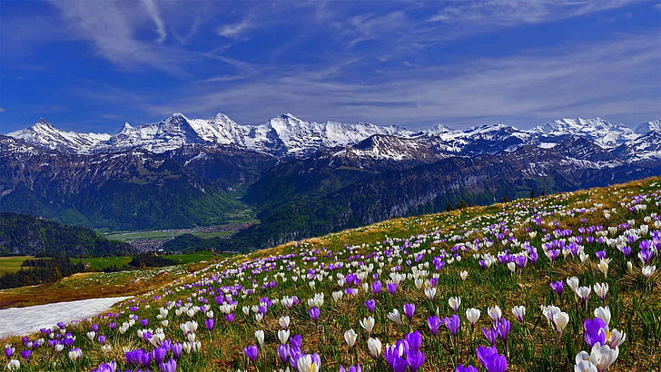 бело-фиолетовые крокусы, поле цветов, трава, снег, цветы, горы, весна, склон, крокус, HD обои