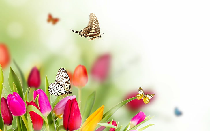 butterflies, flowers, spring, tulips, HD wallpaper