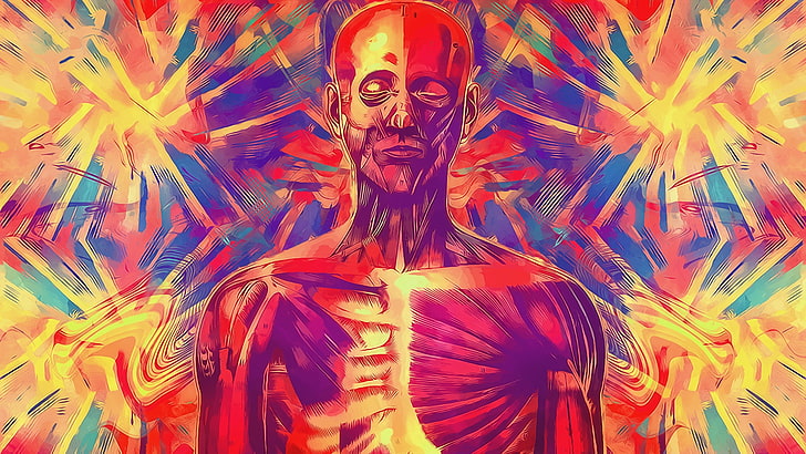 anatomy, HD wallpaper