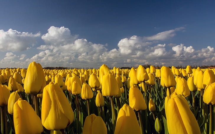 Красивое желтое поле тюльпанов, тюльпаны, желтые тюльпаны, поле, природа, пейзаж, HD обои