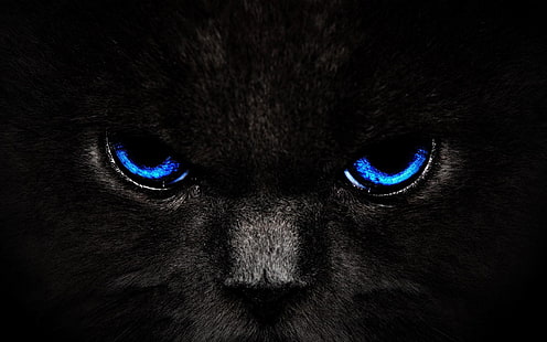 olhos de animais azuis papel de parede 3D, gato, animais, HD papel de parede HD wallpaper