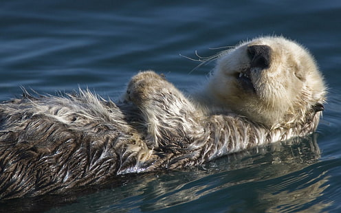 Otter Relaxing, gray otter, water, lake, otter, marmal, animals, HD wallpaper HD wallpaper