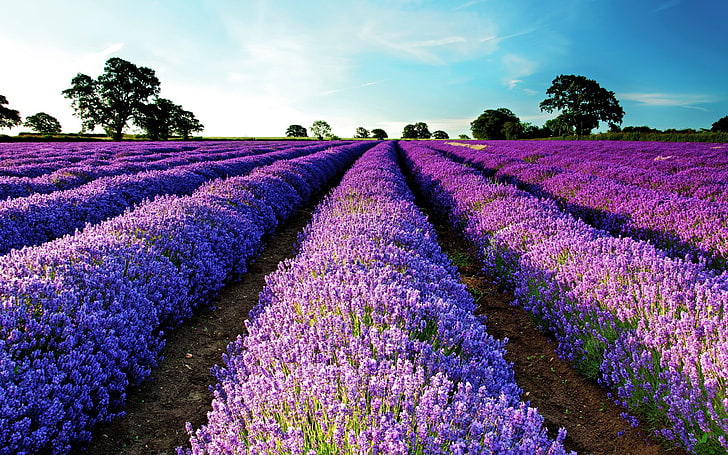 lavender, bidang, bunga ungu, bunga, pemandangan, taman, ungu, Wallpaper HD