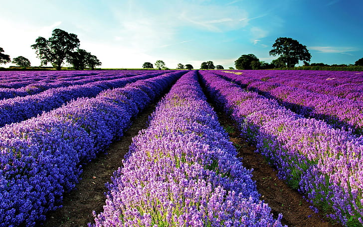 лаванда, поле, пурпурный, фиолетовые цветы, сад, цветы, пейзаж, HD обои