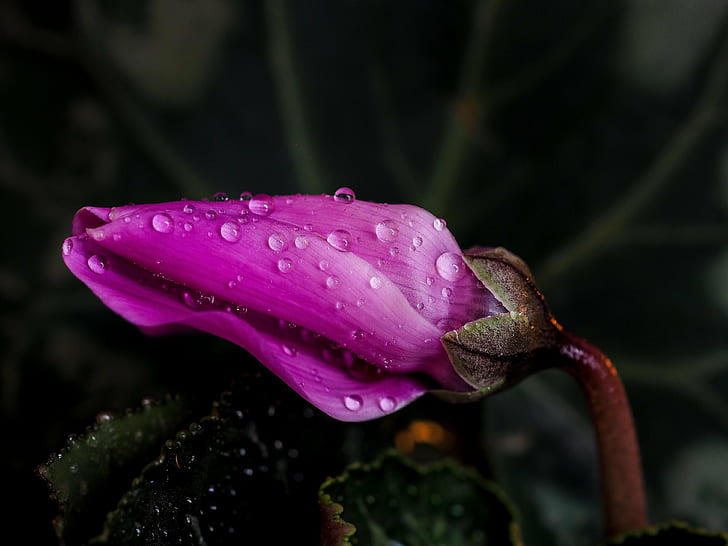 close-up photo of pink Cyclamen flower bud with dew drops, nature, flower, petal, plant, close-up, flower Head, single Flower, beauty In Nature, botany, HD wallpaper