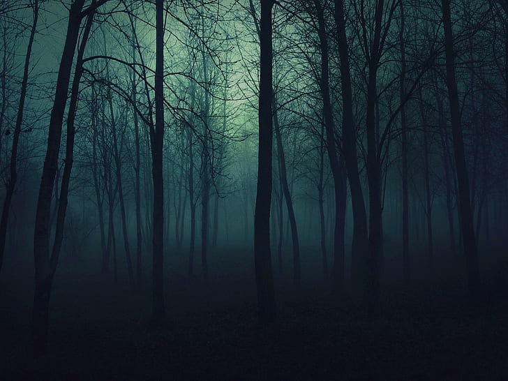 Gothic Forest, evening, gothic, nature, dark, goth, forest, photography, blue, night, 3d and abstract, HD wallpaper