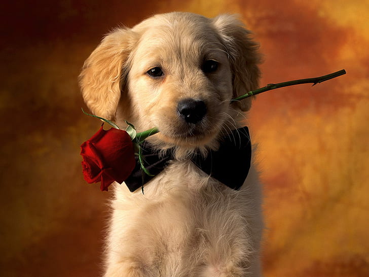 Yavru Köpek Aşk, aşk, köpek yavrusu, HD masaüstü duvar kağıdı