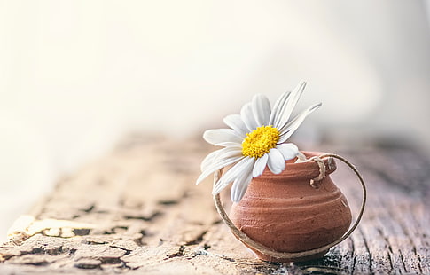  flower, background, Daisy, HD wallpaper HD wallpaper
