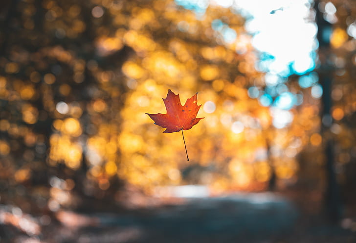 leaf, maple, autumn, levitation, blur, HD wallpaper