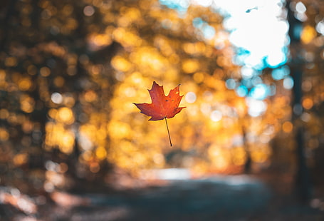 leaf, maple, autumn, levitation, blur, HD wallpaper HD wallpaper