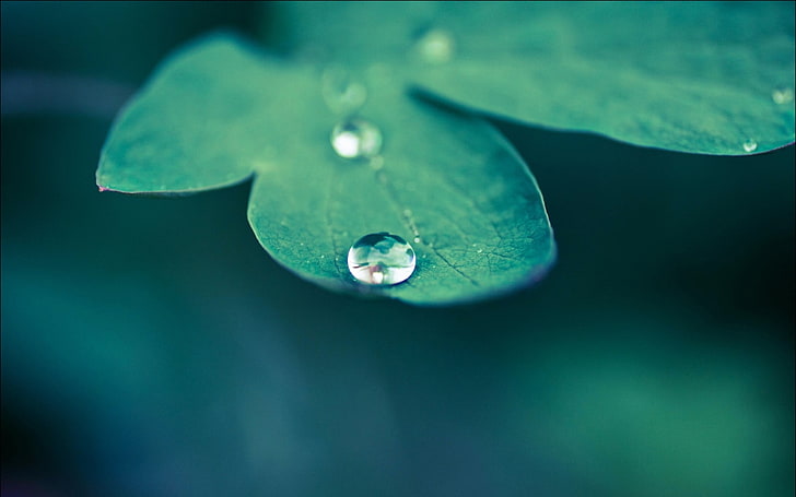 water dew, macro, nature, leaves, water drops, plants, HD wallpaper