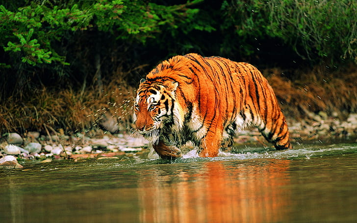 Tigre vadeando en arroyo, arroyo, tigre, en vadeo, animales, Fondo de pantalla HD