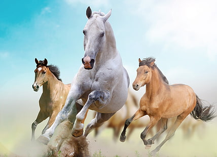 бегущая лошадь обои, свобода, конь, бег, HD обои HD wallpaper