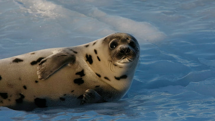 Leone marino sul corpo idrico, cucciolo di foca, Oceano Atlantico, neve, divertente, Sfondo HD