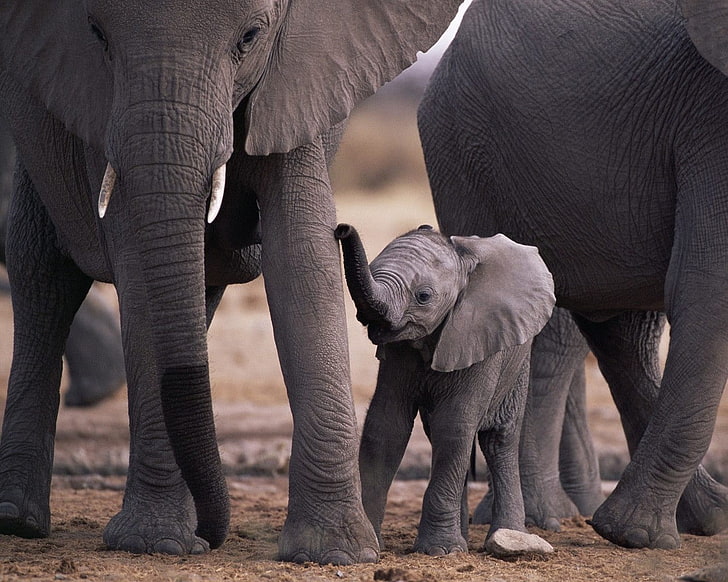 tre svarta elefanter, elefant, baby djur, djur, HD tapet