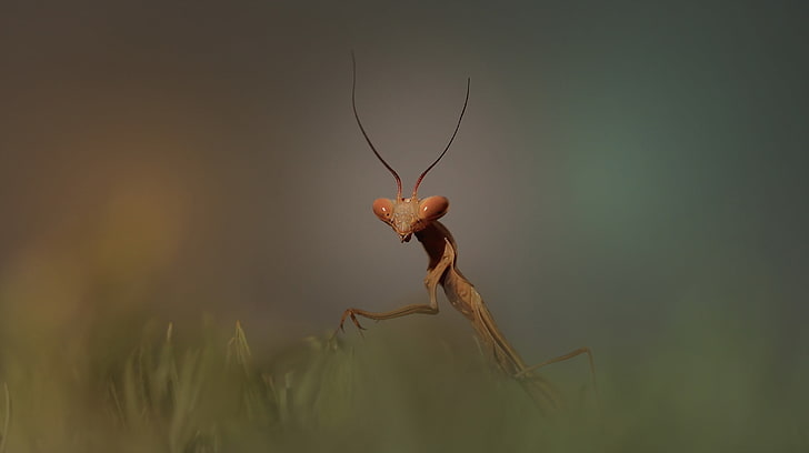 hewan, serangga, belalang, Wallpaper HD