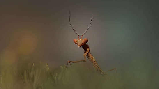동물, 곤충, 사마귀, HD 배경 화면 HD wallpaper