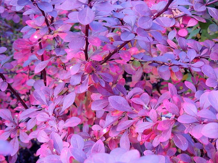* Różowa i fioletowa jesień *, fioletowe i różowe liście, drzewa, przyroda, fiolet, fotografia, jesień, różowy, Tapety HD