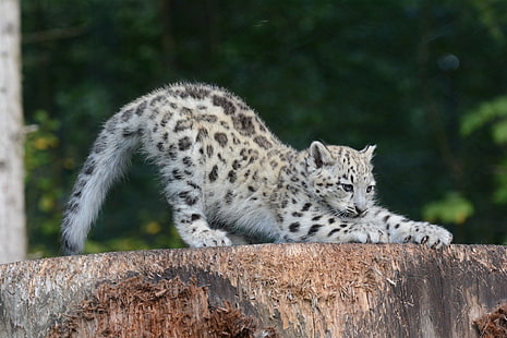 snow leopard cub, snow leopard, cub, sipping, rovdjur, HD tapet HD wallpaper