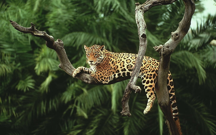 leopard på träd, natur, djur, jaguarer, katt, HD tapet