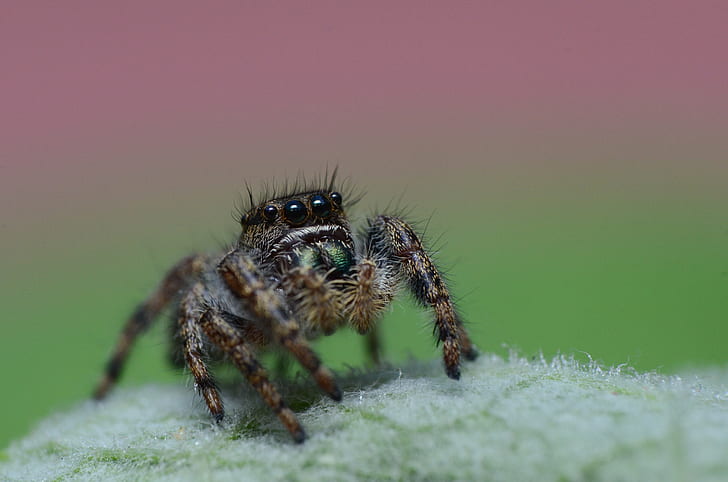 tilt shift lens photography of brown spider, jumping spider, jumping spider, Jumping spider, tilt shift lens, photography, brown spider, Nikon  D7000, Macro, 105mm, spider, insect, nature, arachnid, animal, close-up, wildlife, carnivore, HD wallpaper
