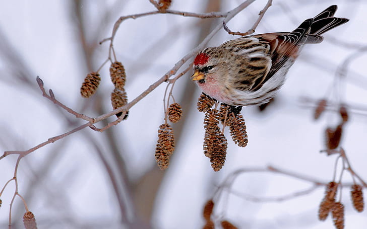 Winter, branch, bird, sparrow, Winter, Branch, Bird, Sparrow, HD wallpaper