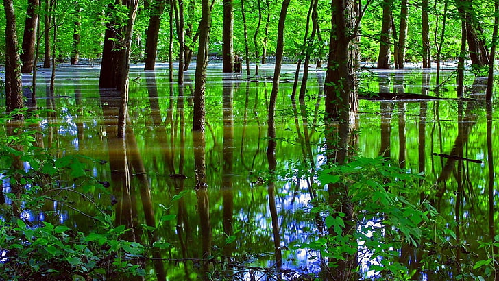 reflection, water, green, nature, vegetation, tree, swamp, wetland, woodland, riparian forest, forest, bayou, HD wallpaper