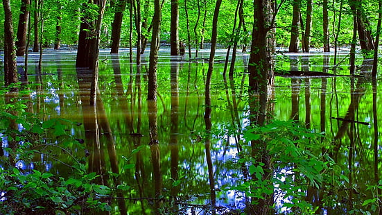 reflektion, vatten, grön, natur, vegetation, träd, träsk, våtmark, skog, strandskog, skog, bayou, HD tapet HD wallpaper
