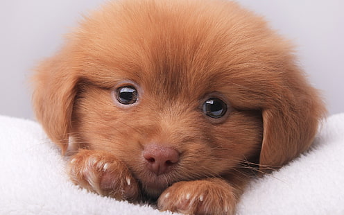 Cute Brown Puppy, puppy, brown puppy, HD wallpaper HD wallpaper