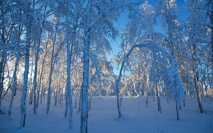 Trees Forest Snow Winter HD, nature, trees, snow, forest, winter, HD wallpaper