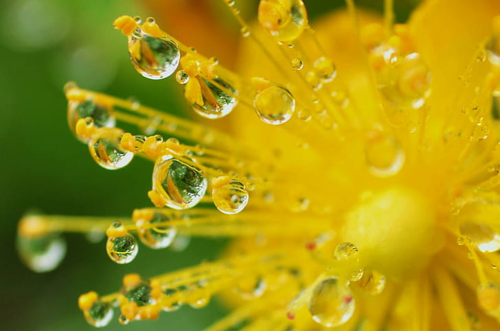 shallow focus photography of yellow flower, Enchanted, shallow focus, photography, yellow, flower, drops, droplets, nature, fantasy, drop, macro, dew, close-up, plant, freshness, green Color, wet, water, summer, raindrop, leaf, HD wallpaper
