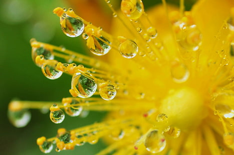 shallow focus photography of yellow flower, Enchanted, shallow focus, photography, yellow, flower, drops, droplets, nature, fantasy, drop, macro, dew, close-up, plant, freshness, green Color, wet, water, summer, raindrop, leaf, HD wallpaper HD wallpaper