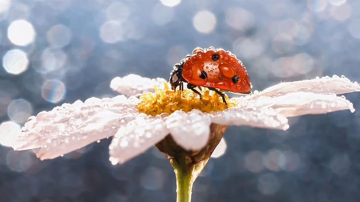 Bunga daisy, serangga, kumbang kecil, tetesan air, kumbang kecil dan bunga putih, bunga aster, bunga, serangga, kumbang kecil, air, tetes, Wallpaper HD