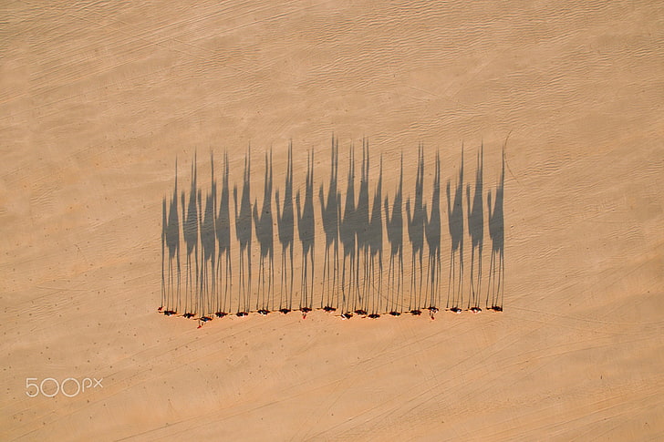 desert, shadows, camels, caravan, HD wallpaper