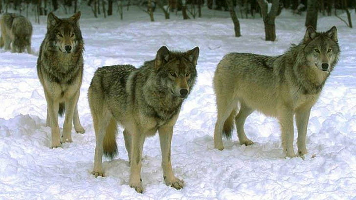 Wolf Pack Waiting On The Hunt, animaux, meute de loups, loup gris, nature, neige, faune, Fond d'écran HD