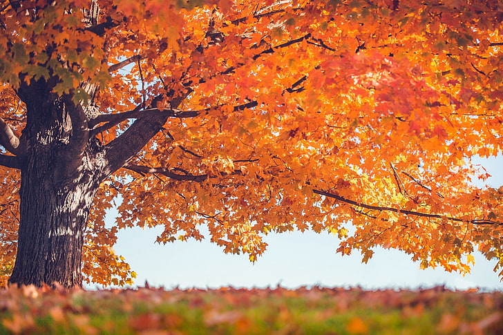 деревья, листья, осень, HD обои