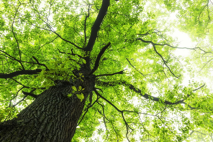 Arbres, arbre, canopée, feuillage, vert, nature, ensoleillé, Fond d'écran HD