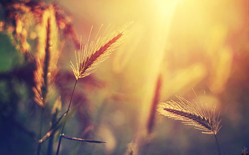 белая трава, селективный фокус фотография растений, растений, природы, солнечного света, травы, колоски, макро, HD обои HD wallpaper