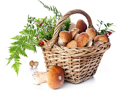 cogumelos marrons e brancos, cogumelos, cesta, outono, comida, HD papel de parede HD wallpaper