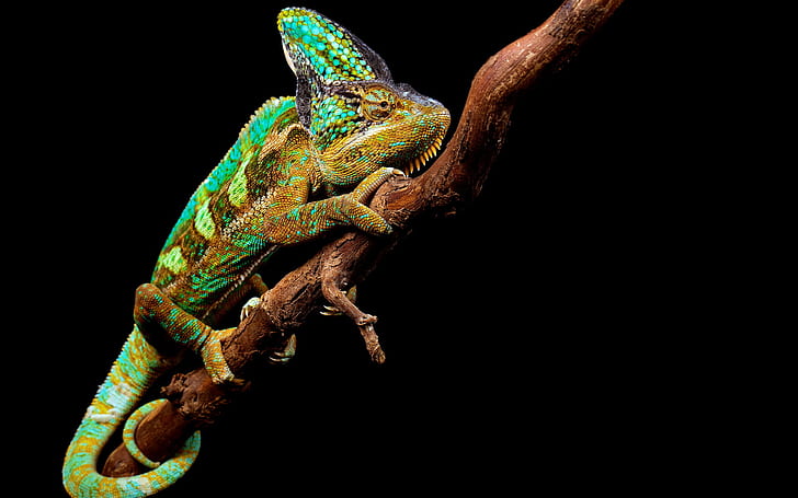 nature, chameleon, background, HD wallpaper