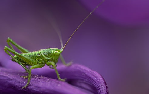 Insekt, Tiere, Makro, Heuschrecke, HD-Hintergrundbild HD wallpaper