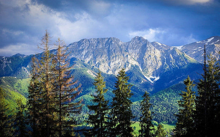 ธรรมชาติภูมิทัศน์ภูเขาป่าคาร์เพเทียนต้นไม้เมฆฤดูร้อนโปแลนด์, วอลล์เปเปอร์ HD