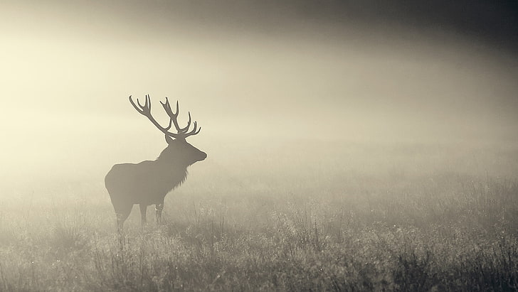 silhouette of deer, nature, mist, animals, elk, HD wallpaper