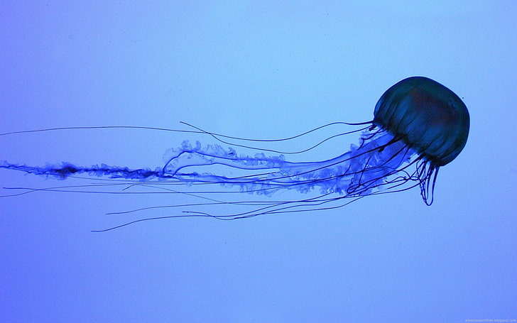 jellyfish, water, animals, Medusa, HD wallpaper