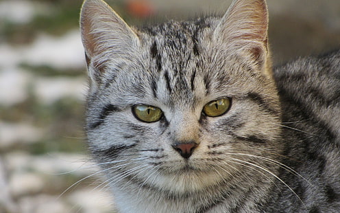 قطة ماو مصرية فات ، قطة ماو مصرية ، صورة جميلة، خلفية HD HD wallpaper