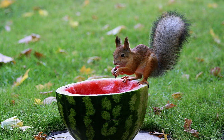 Squirrel, Watermelon, Food, Grass, HD wallpaper